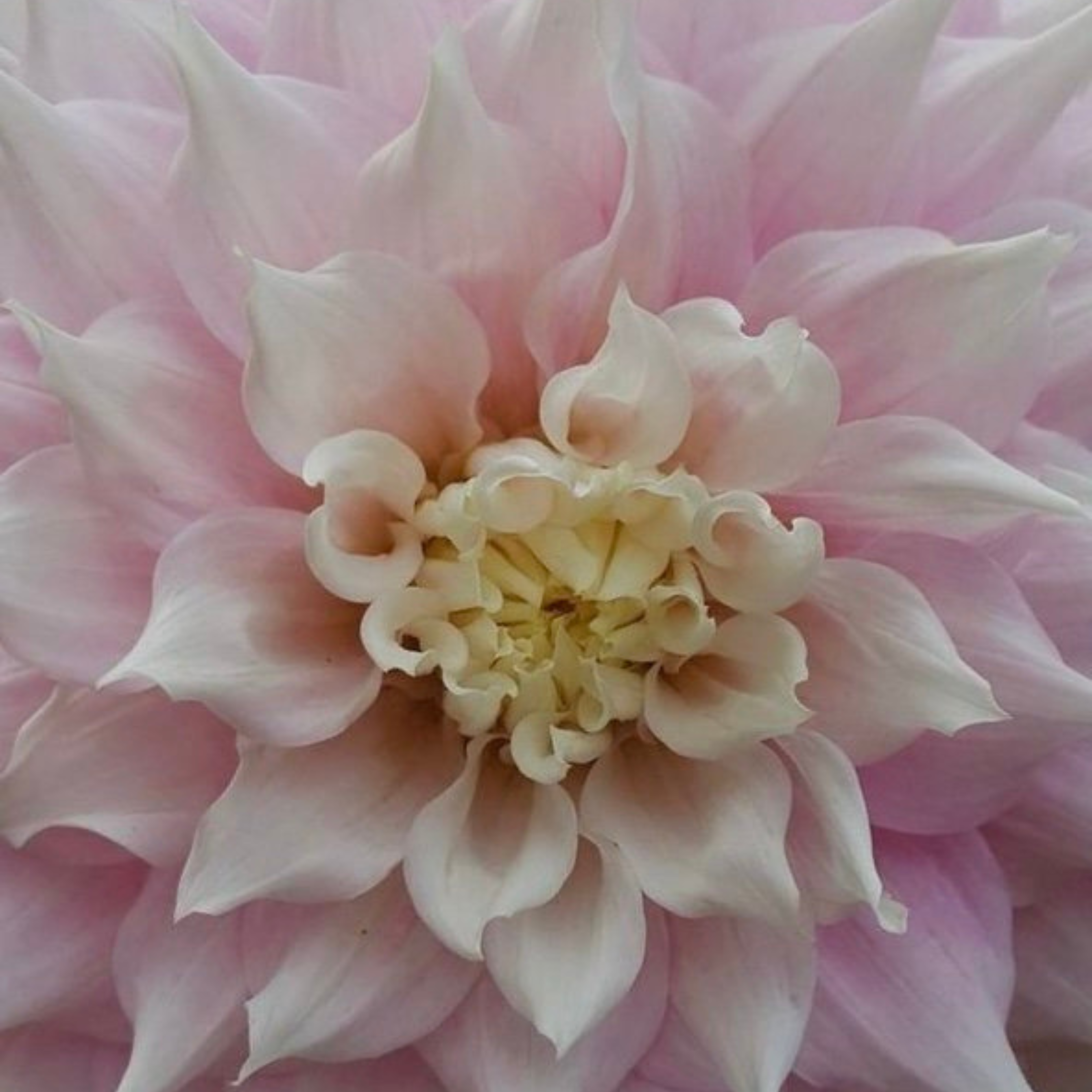 Gitts Perfection- Single Dahlia Tuber