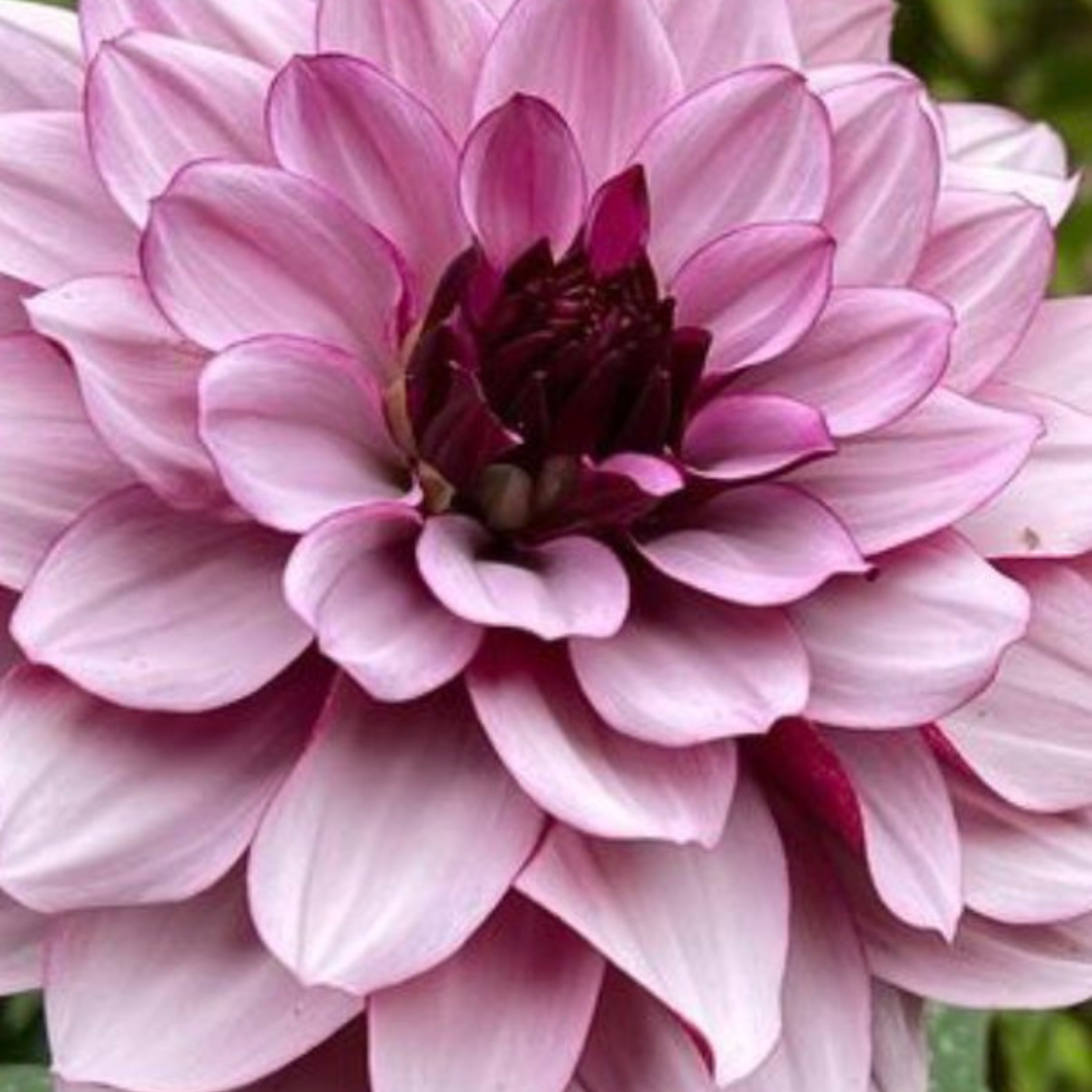 Crème De Cassis- Single Dahlia Tuber