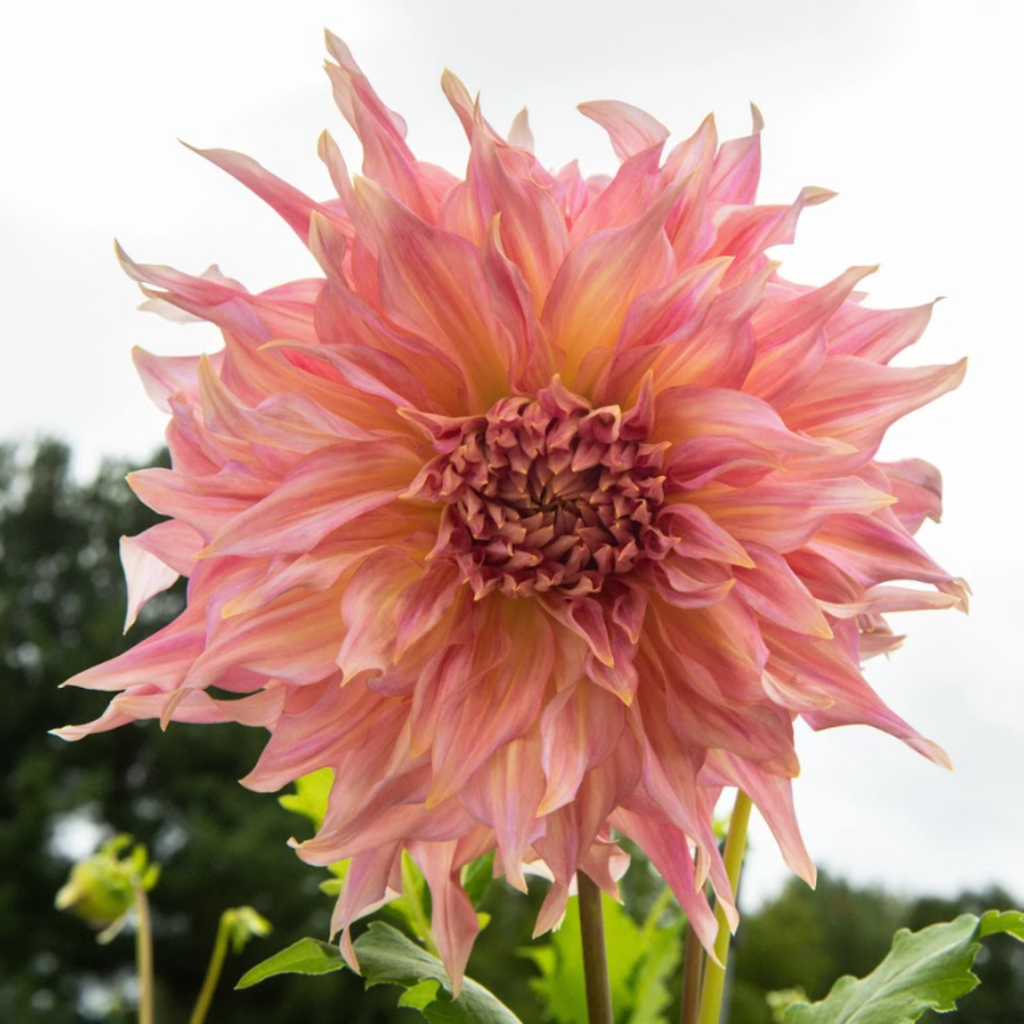 Penhill Watermelon- Single Dahlia Tuber