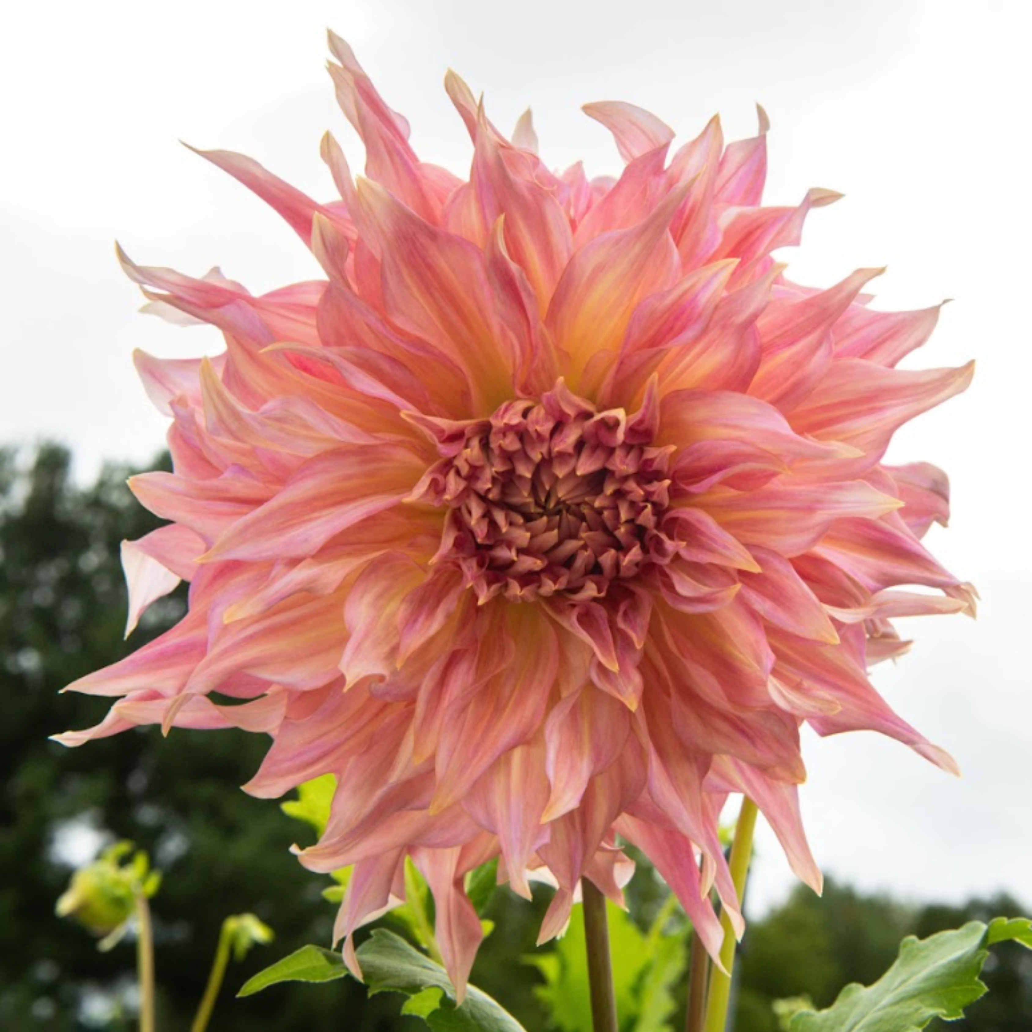 Penhill Watermelon- Single Dahlia Tuber