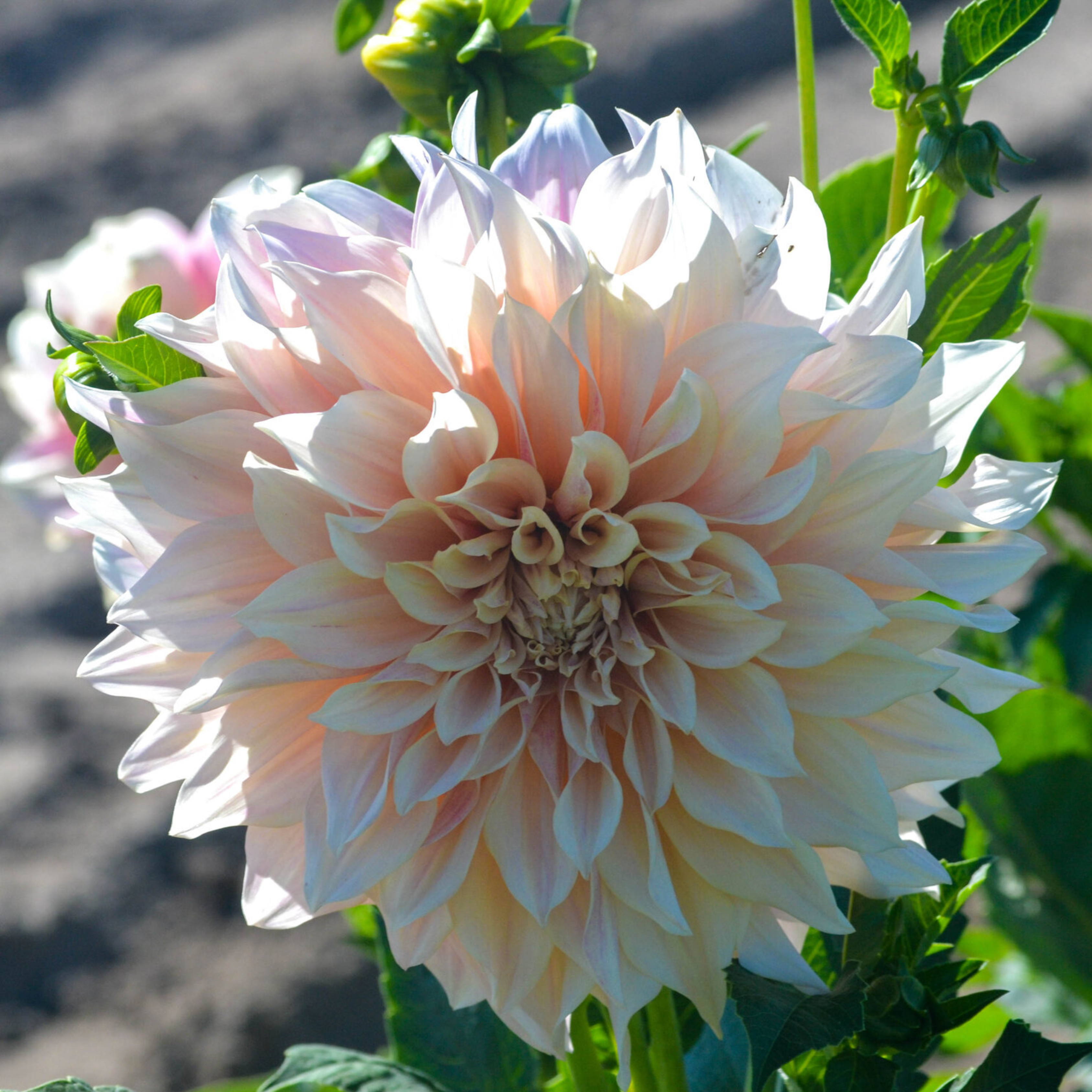 Café Au Lait - Single Dahlia Tuber