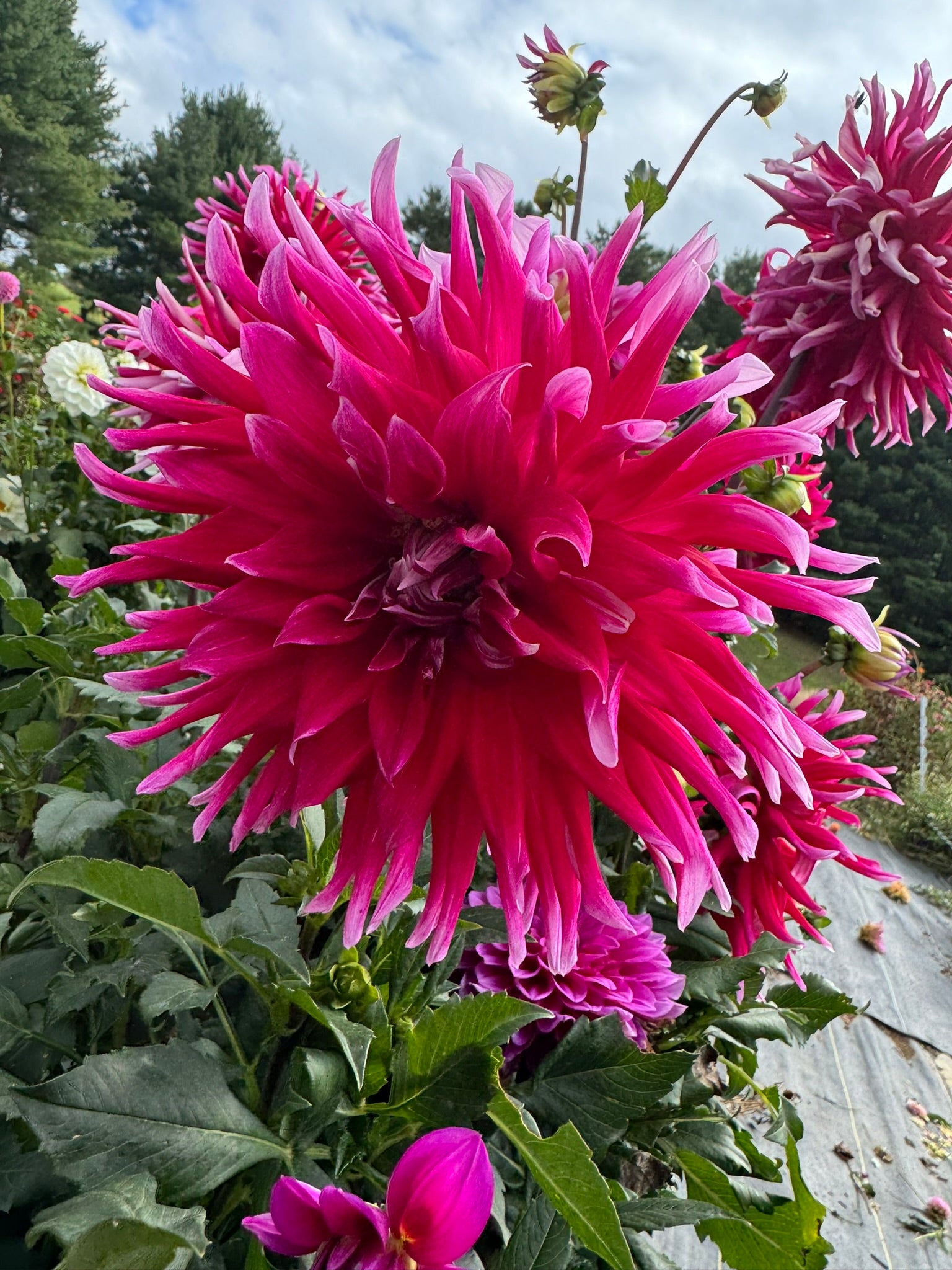 Grand Finale- Single Dahlia Tuber