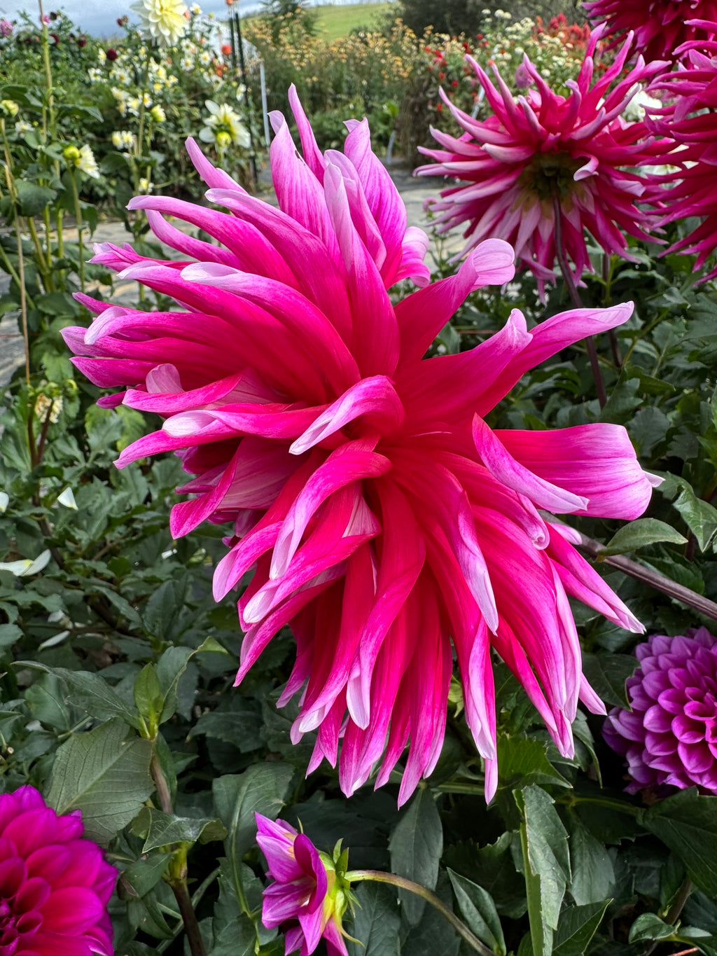 Grand Finale- Single Dahlia Tuber