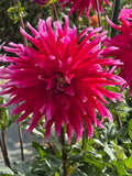Grand Finale- Single Dahlia Tuber