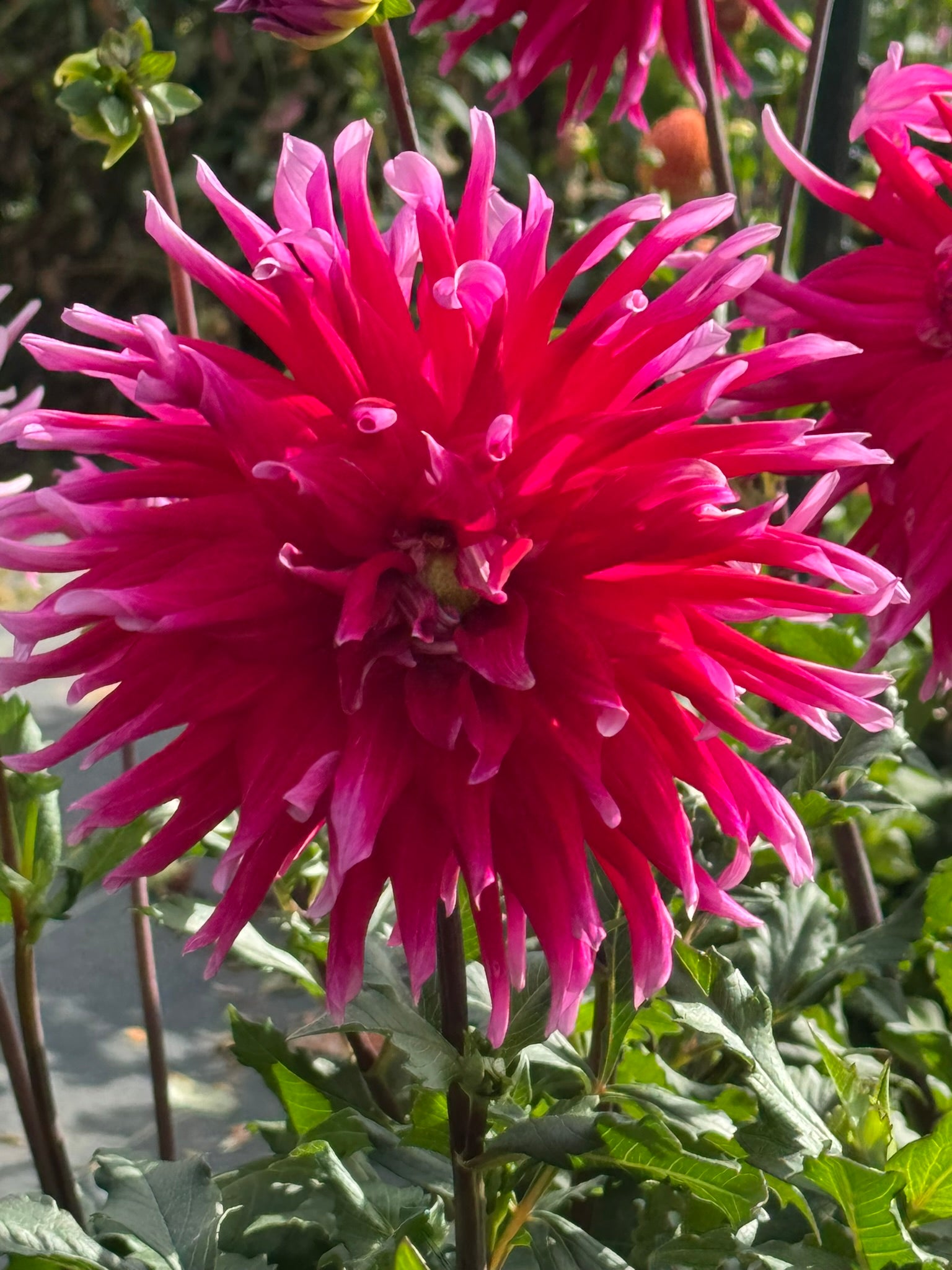 Grand Finale- Single Dahlia Tuber