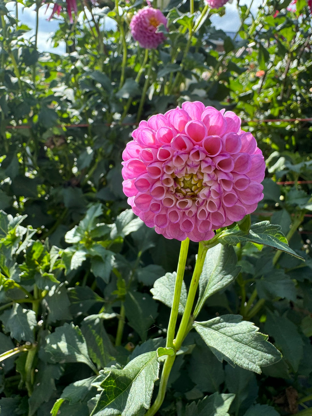 Betty Anne- Single Dahlia Tuber