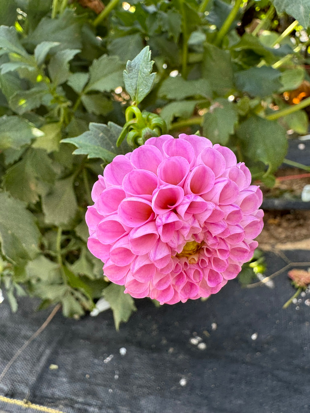 Betty Anne- Single Dahlia Tuber