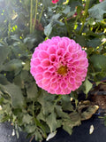 Betty Anne- Single Dahlia Tuber