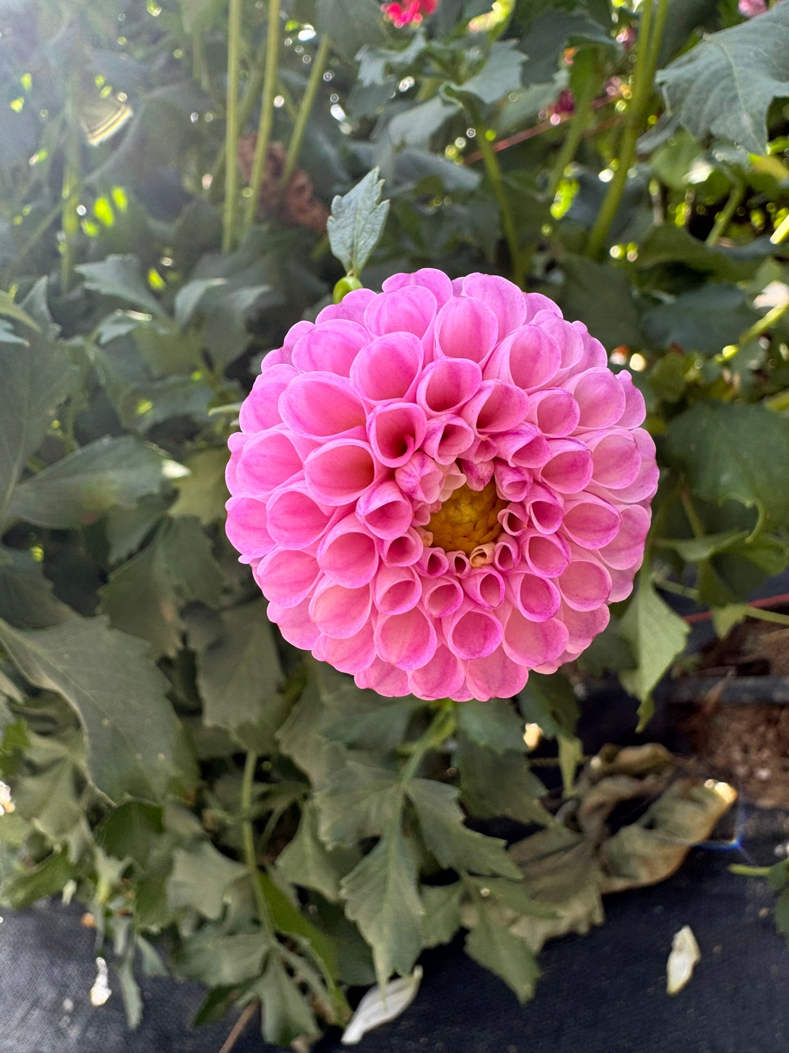 Betty Anne- Single Dahlia Tuber