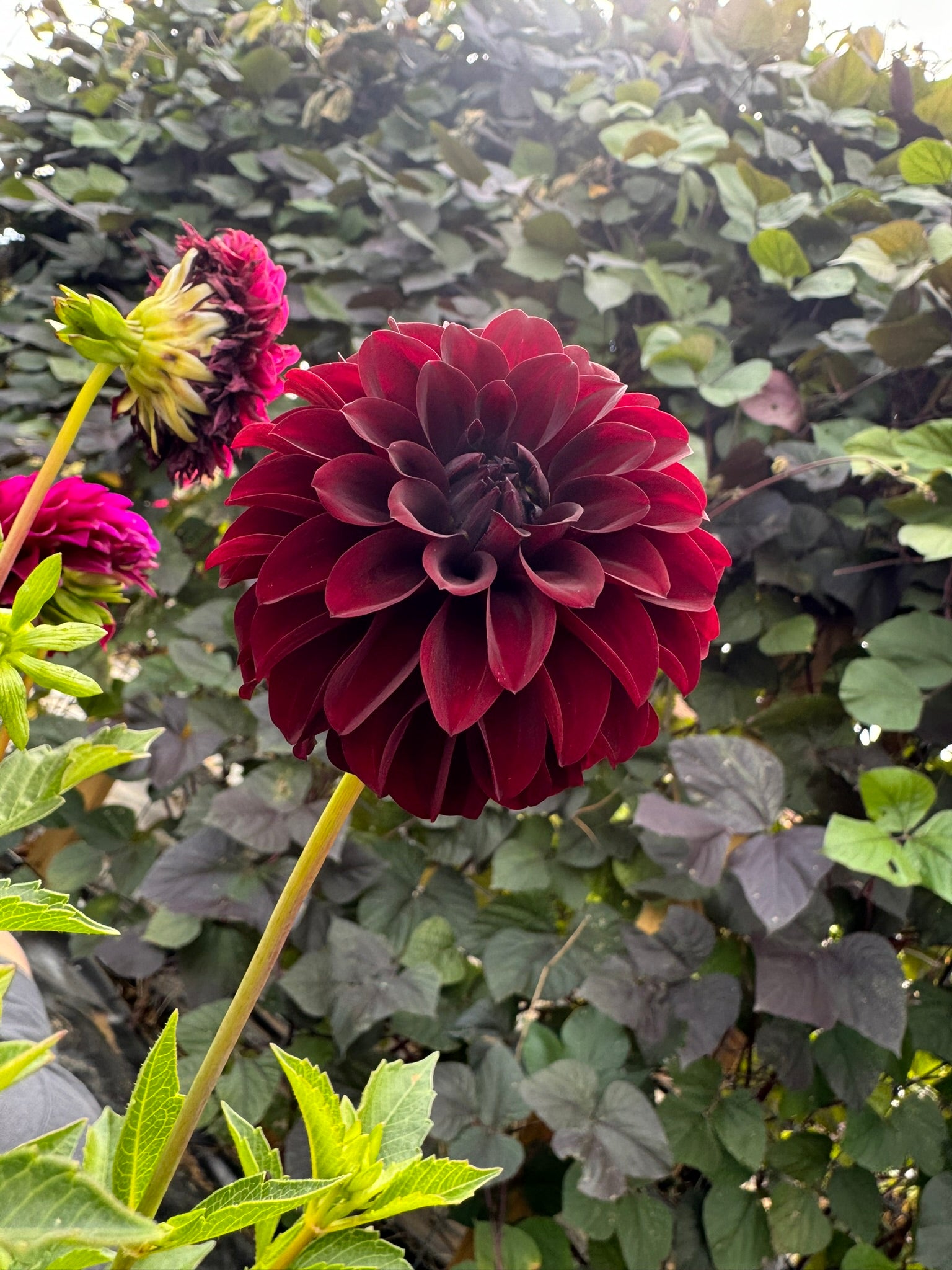 Black Satin - Single Dahlia Tuber