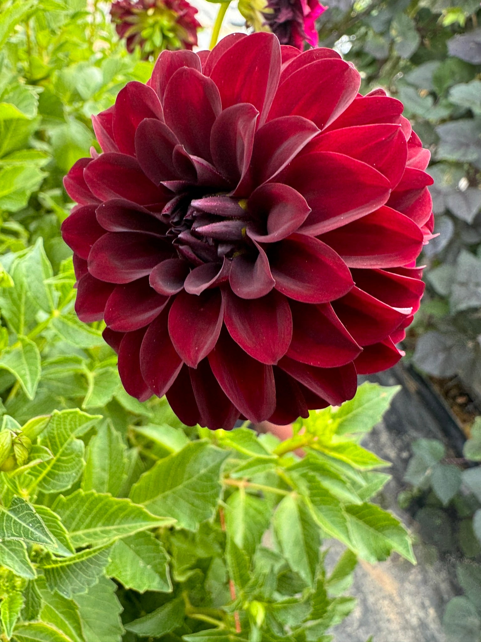 Black Satin - Single Dahlia Tuber
