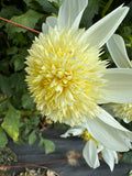 Platinum Blonde- Single Dahlia Tuber