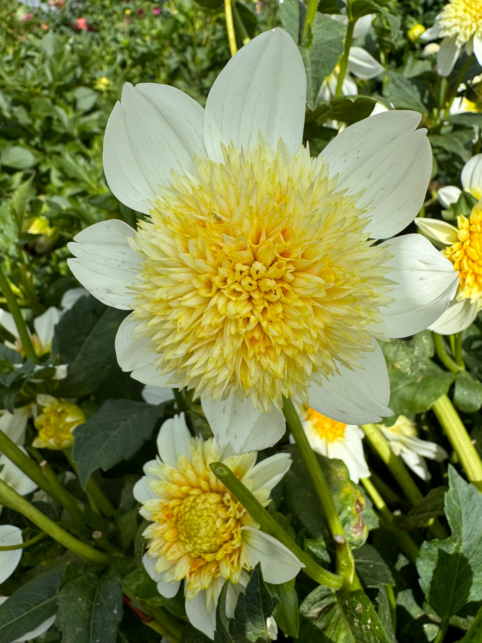 Platinum Blonde- Single Dahlia Tuber