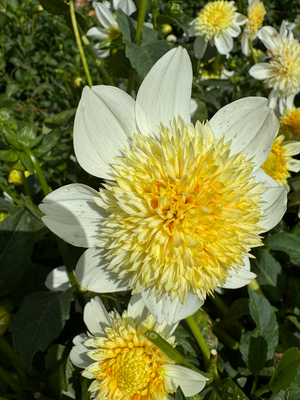 Platinum Blonde- Single Dahlia Tuber
