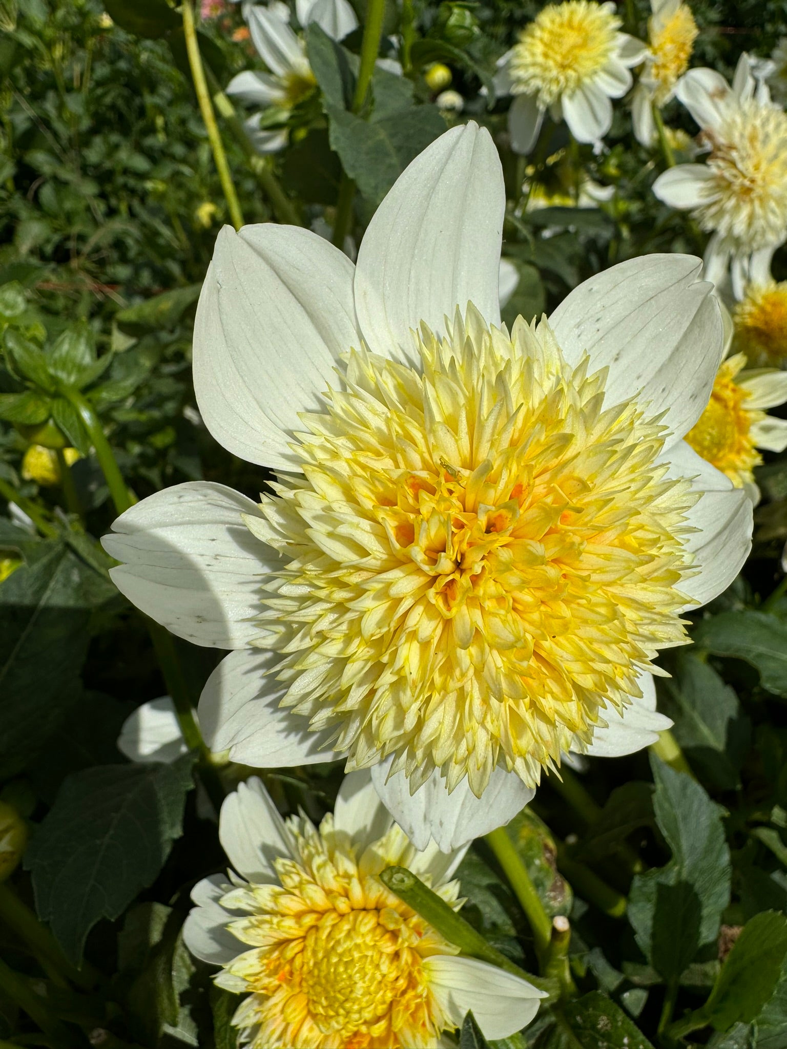 Platinum Blonde- Single Dahlia Tuber