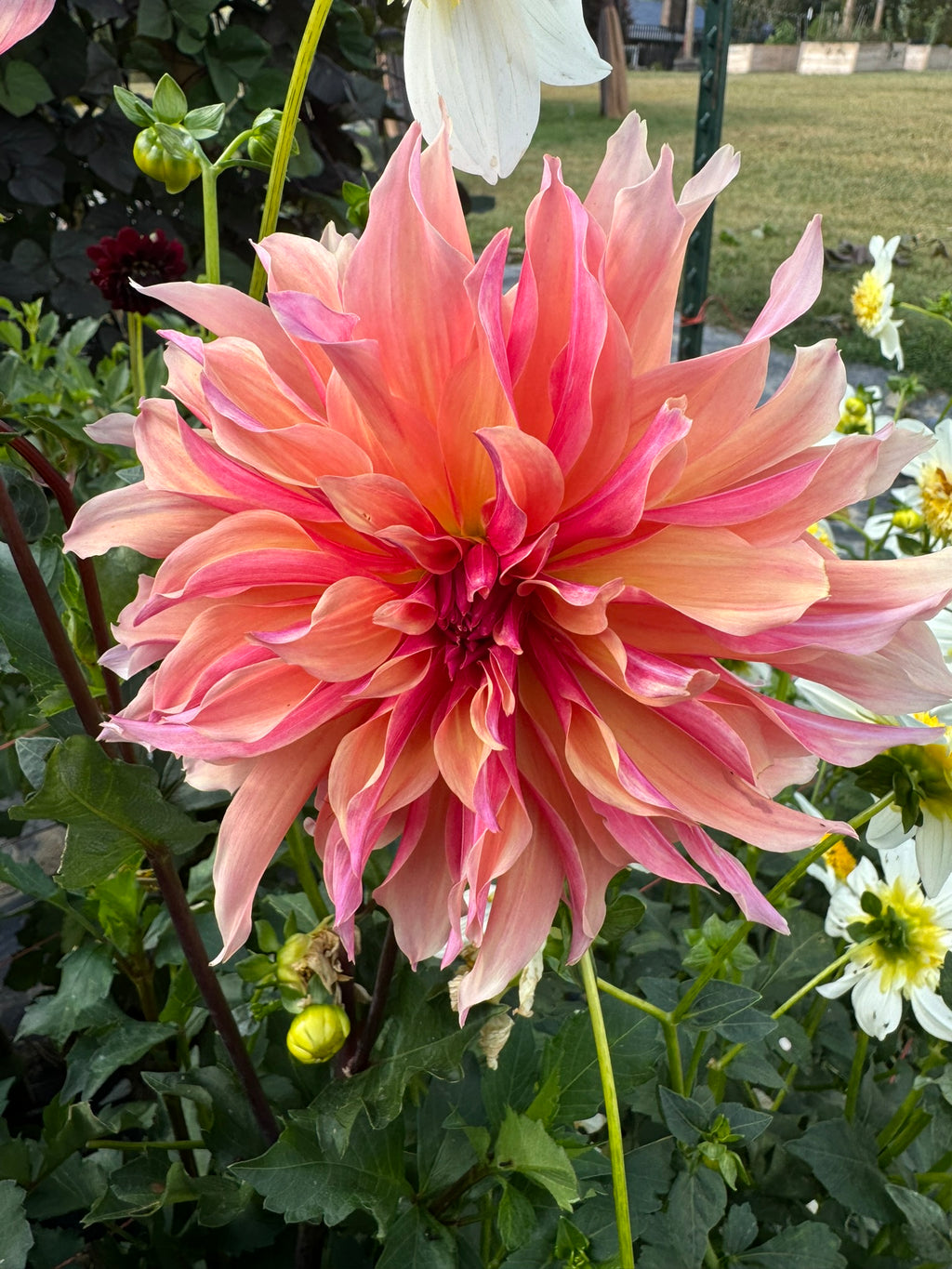 Labyrinth- Single Dahlia Tuber