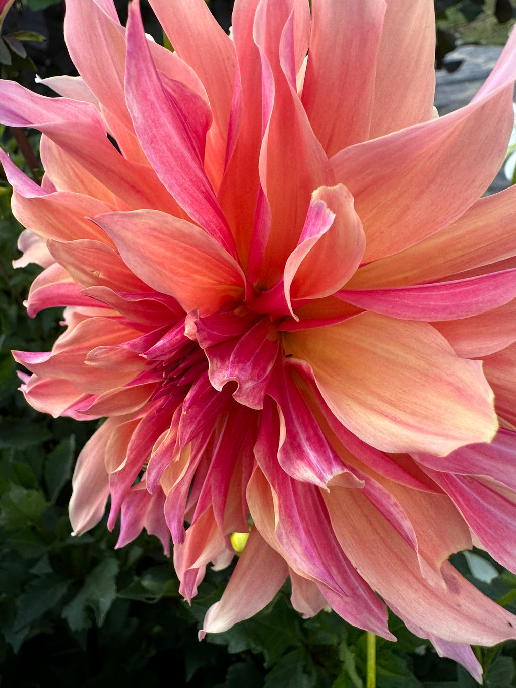 Labyrinth- Single Dahlia Tuber