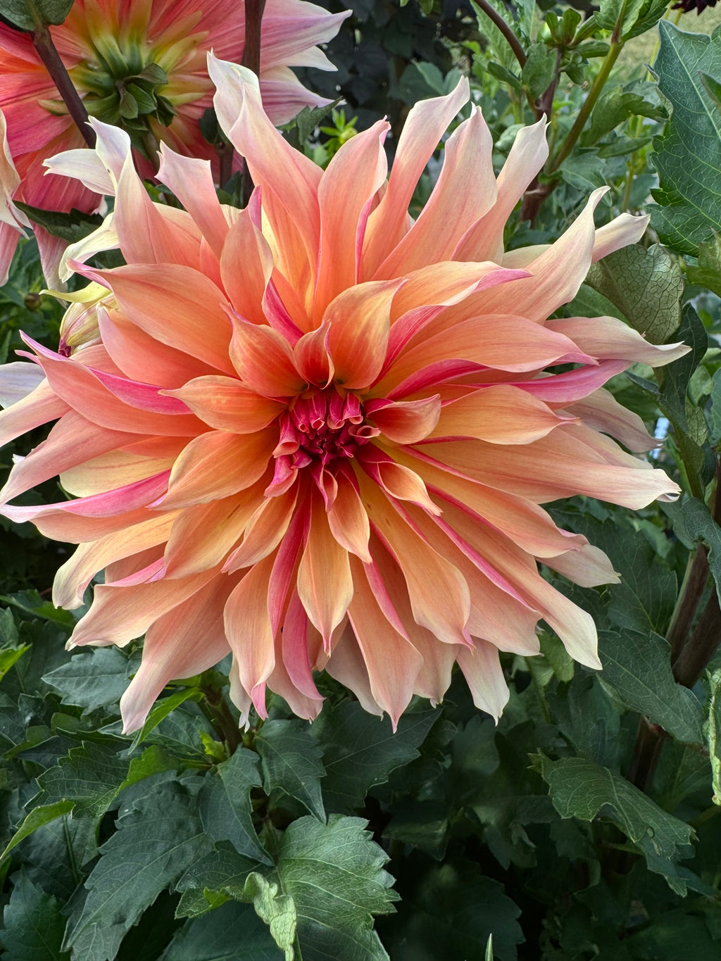 Labyrinth- Single Dahlia Tuber