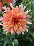 Labyrinth- Single Dahlia Tuber