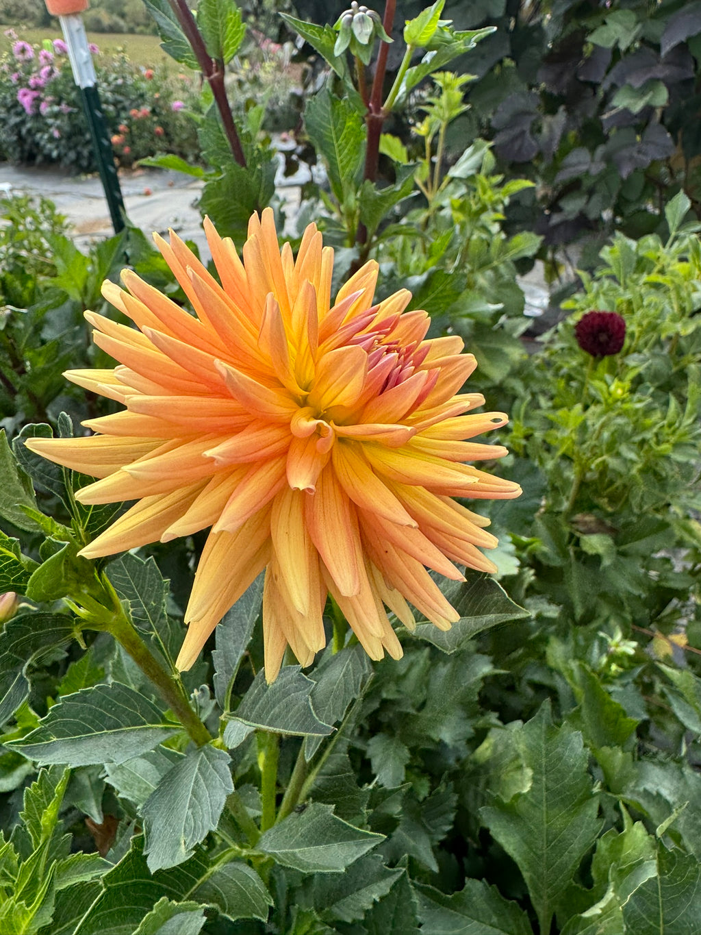 Jitterbug- Single Dahlia Tuber