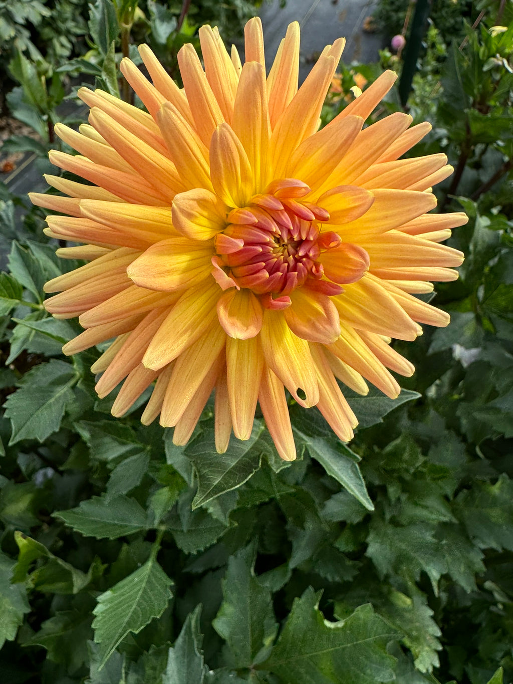 Jitterbug- Single Dahlia Tuber