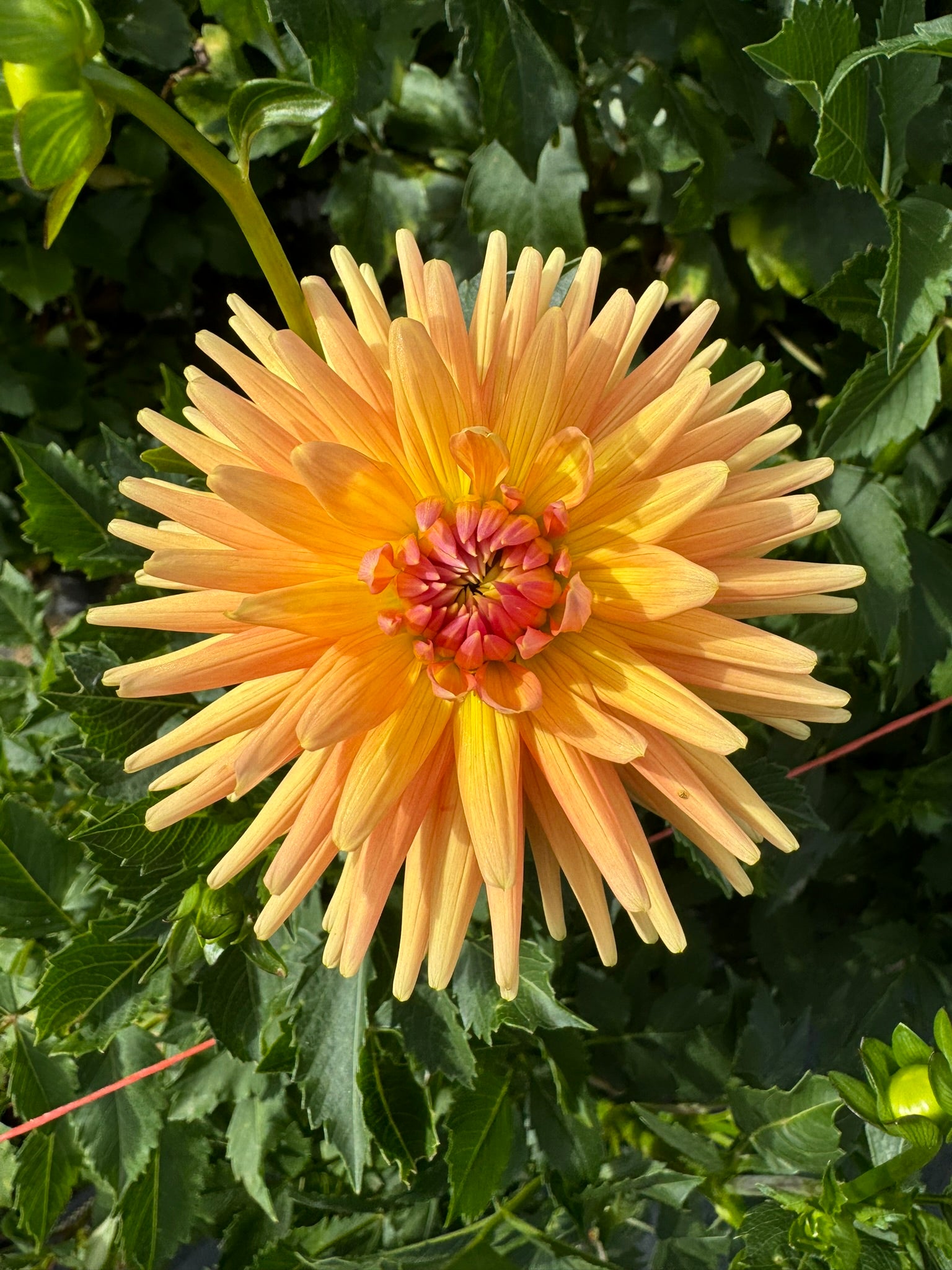 Jitterbug- Single Dahlia Tuber