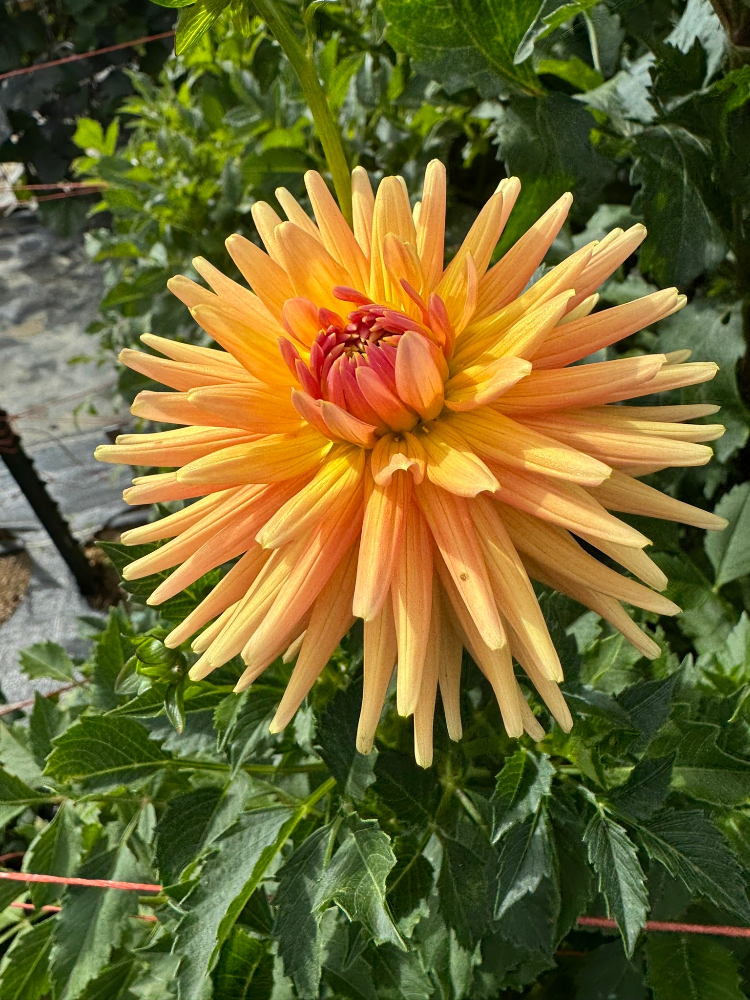 Jitterbug- Single Dahlia Tuber
