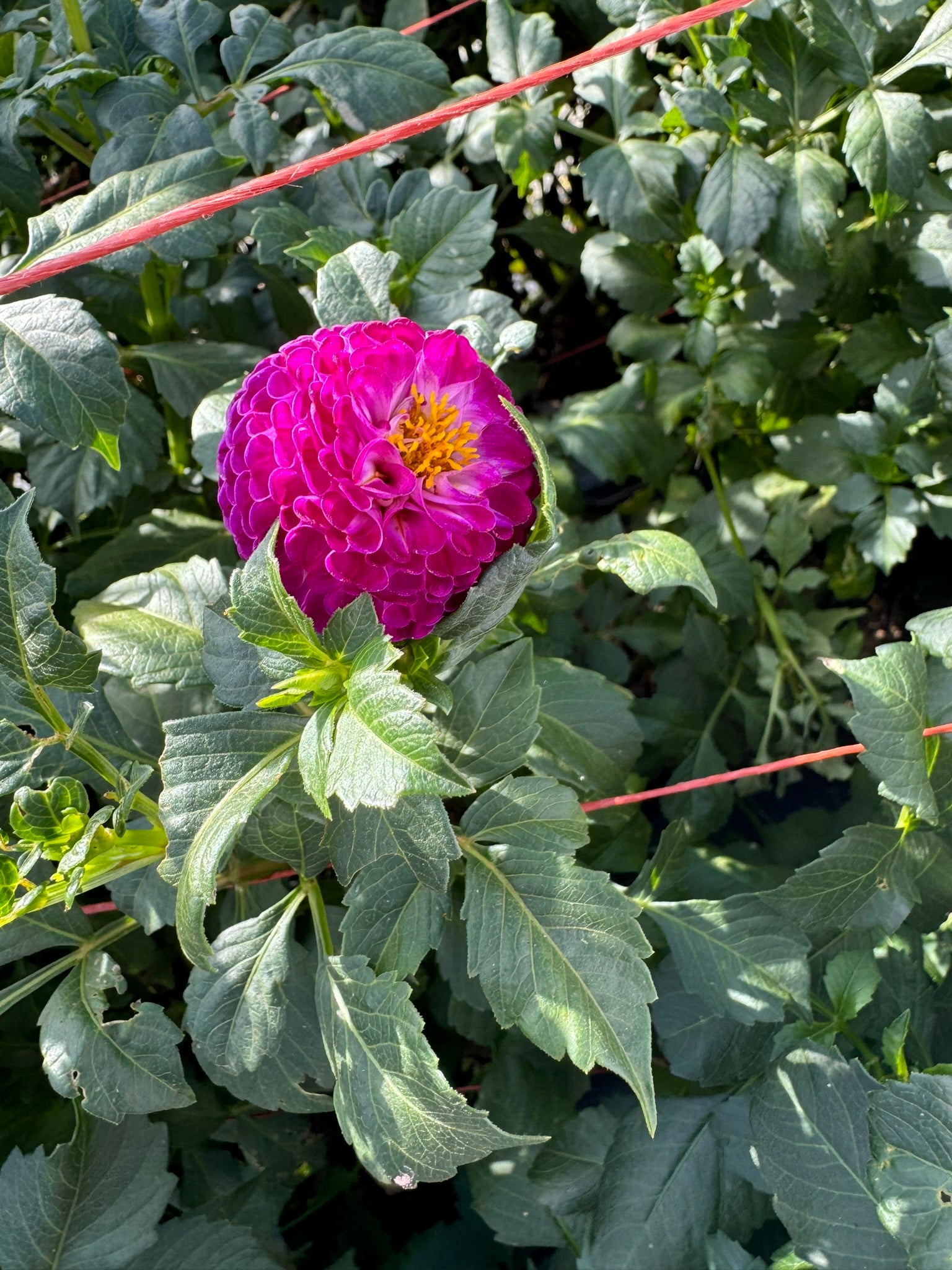 Dot Com- Single Dahlia Tuber