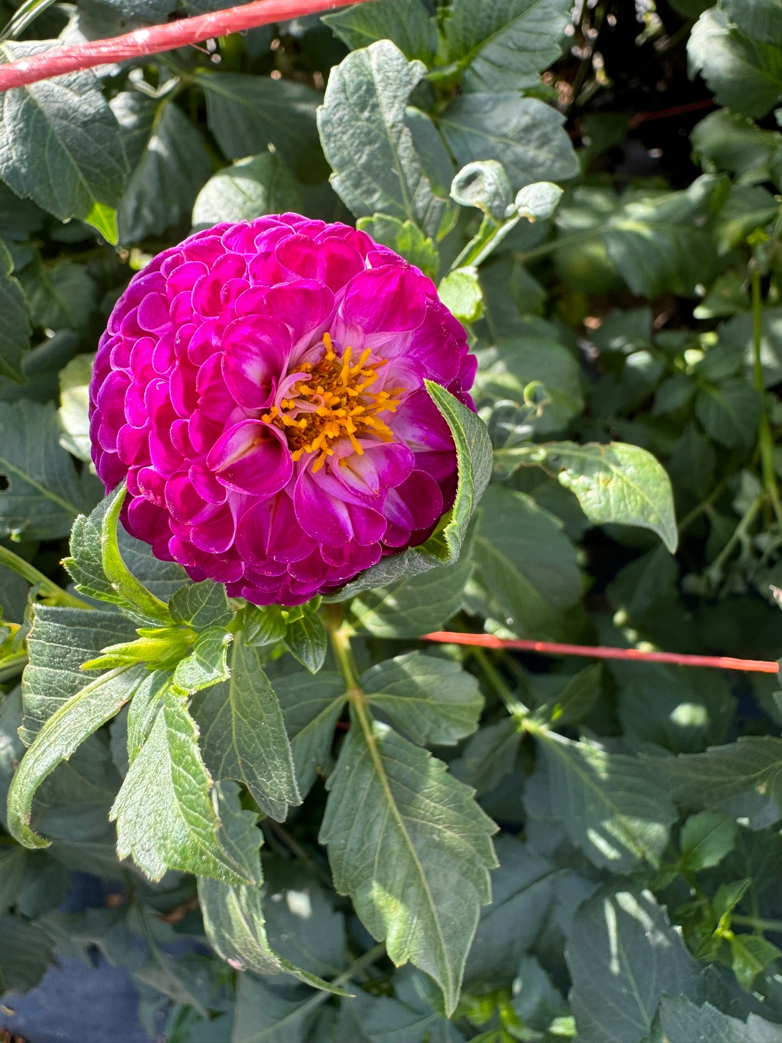 Dot Com- Single Dahlia Tuber