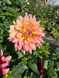 Bubbling Over- Single Dahlia Tuber