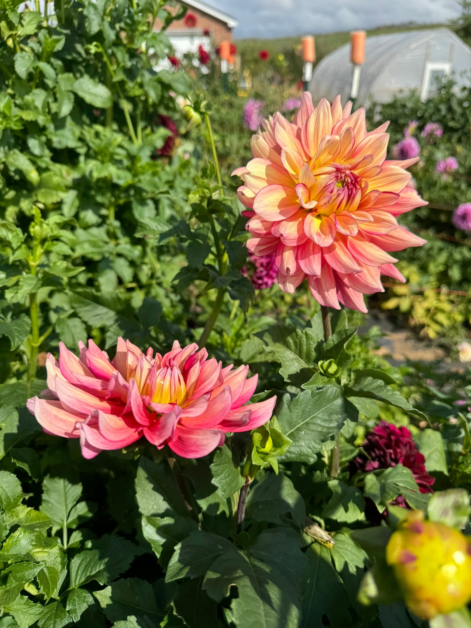Bubbling Over- Single Dahlia Tuber