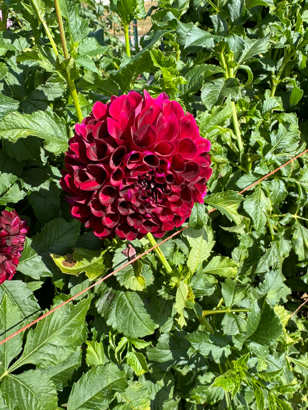 Paul Smith- Single Dahlia Tuber