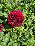 Paul Smith- Single Dahlia Tuber