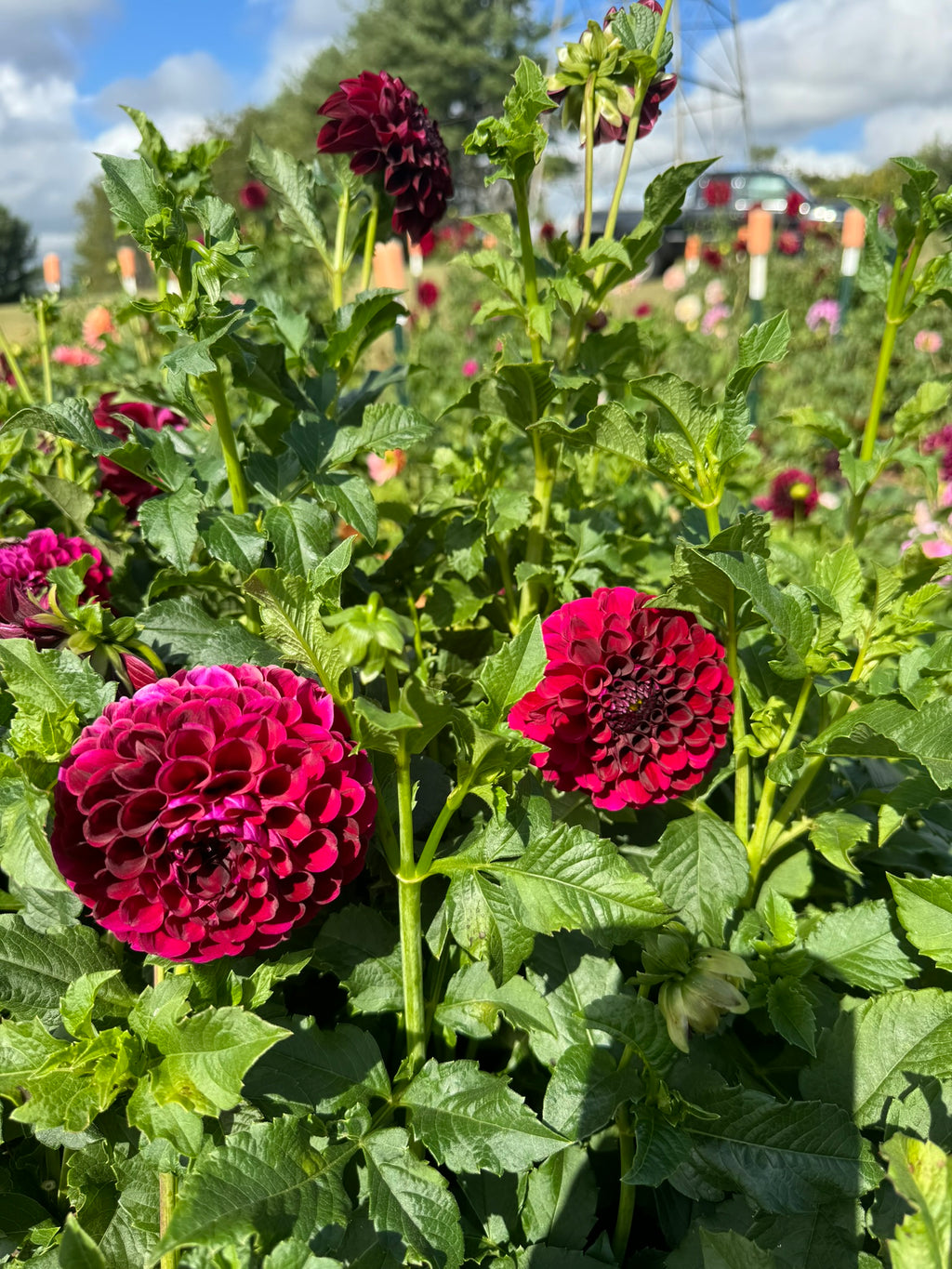 Paul Smith- Single Dahlia Tuber