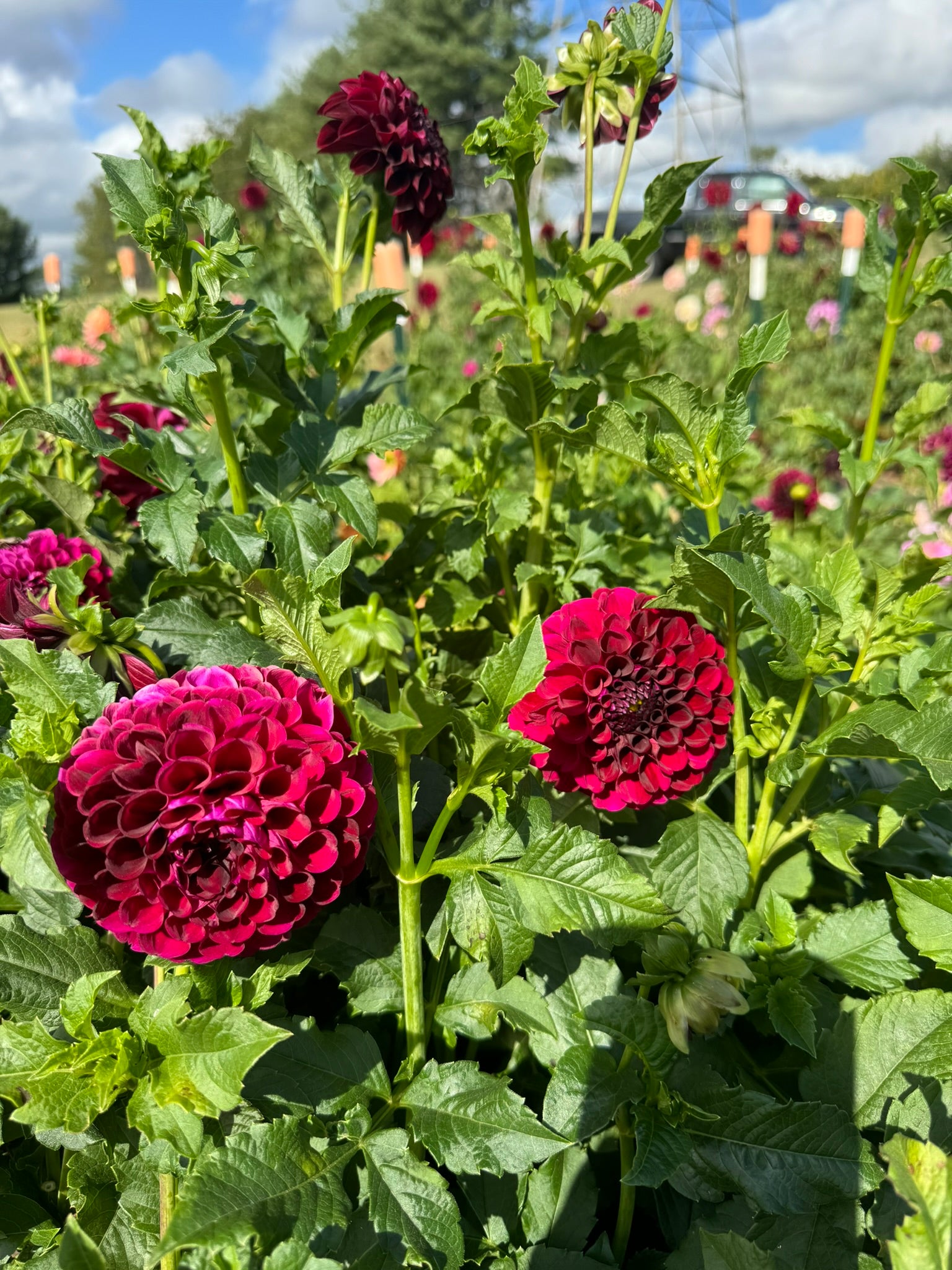 Paul Smith- Single Dahlia Tuber