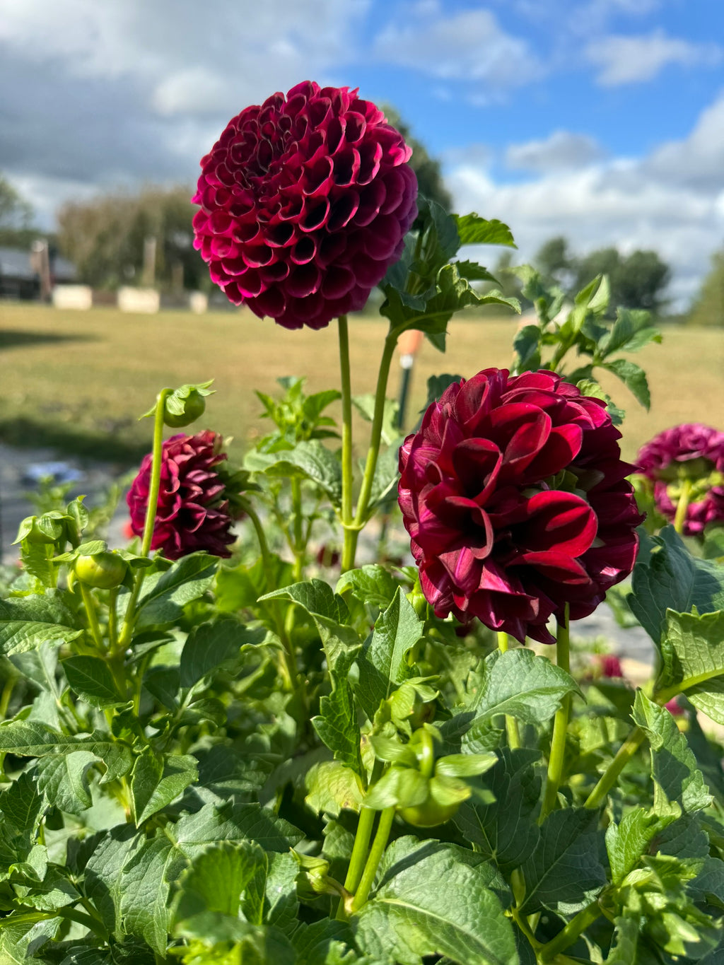 Paul Smith- Single Dahlia Tuber