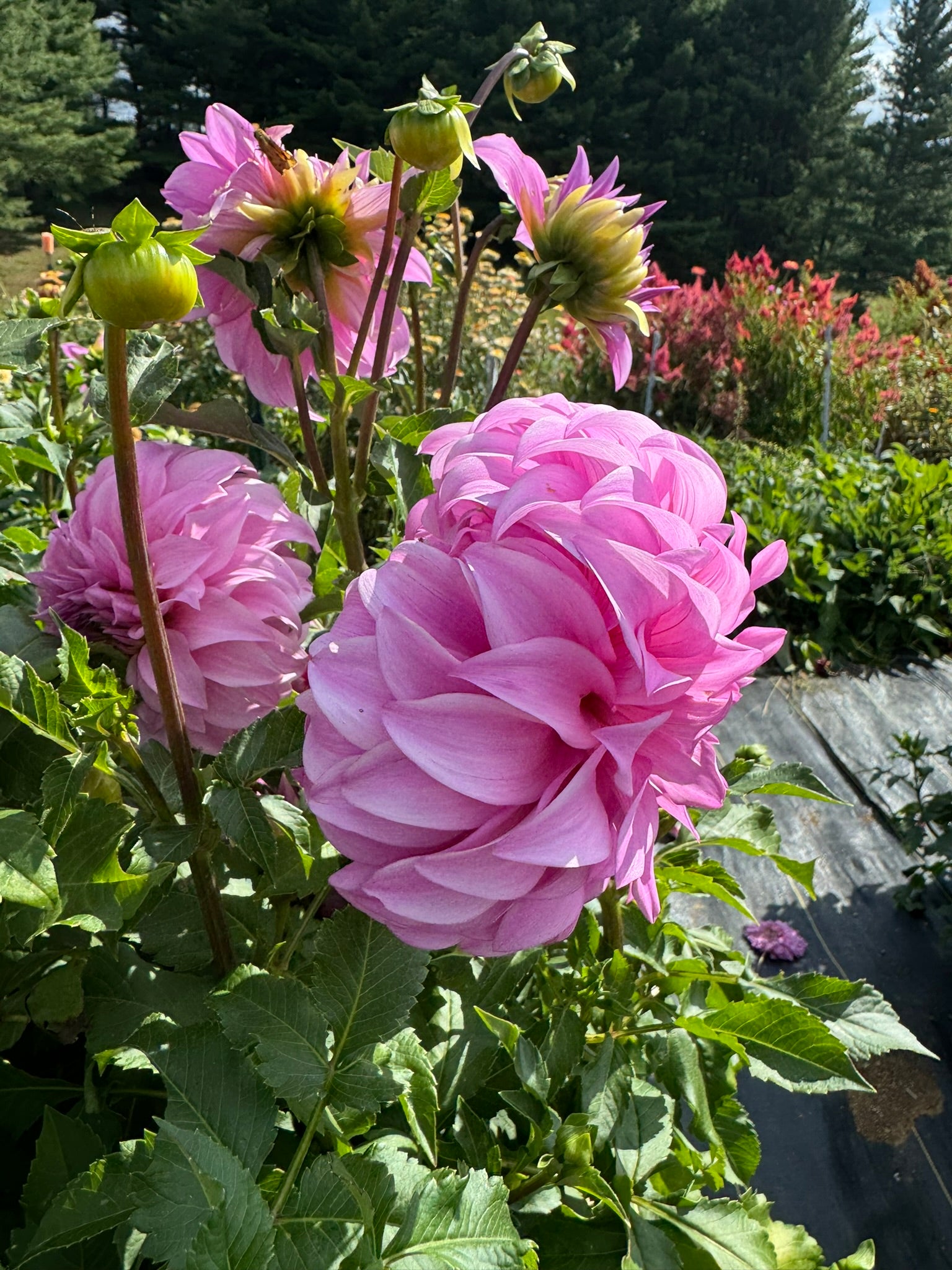 Vassios Meggos- Single Dahlia Tuber