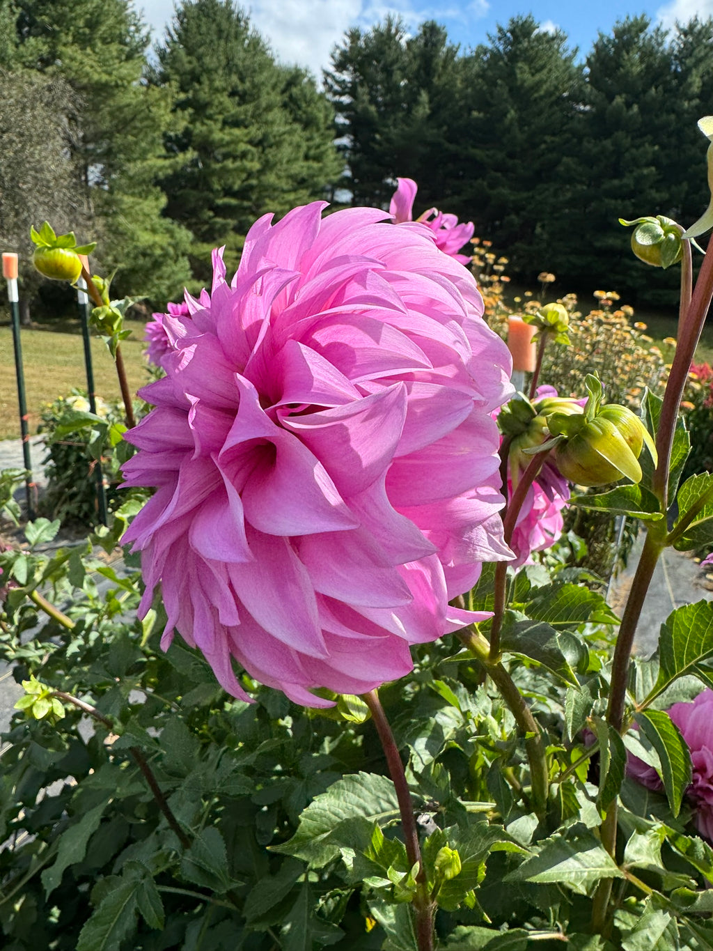 Vassios Meggos- Single Dahlia Tuber