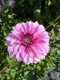 Vassios Meggos- Single Dahlia Tuber