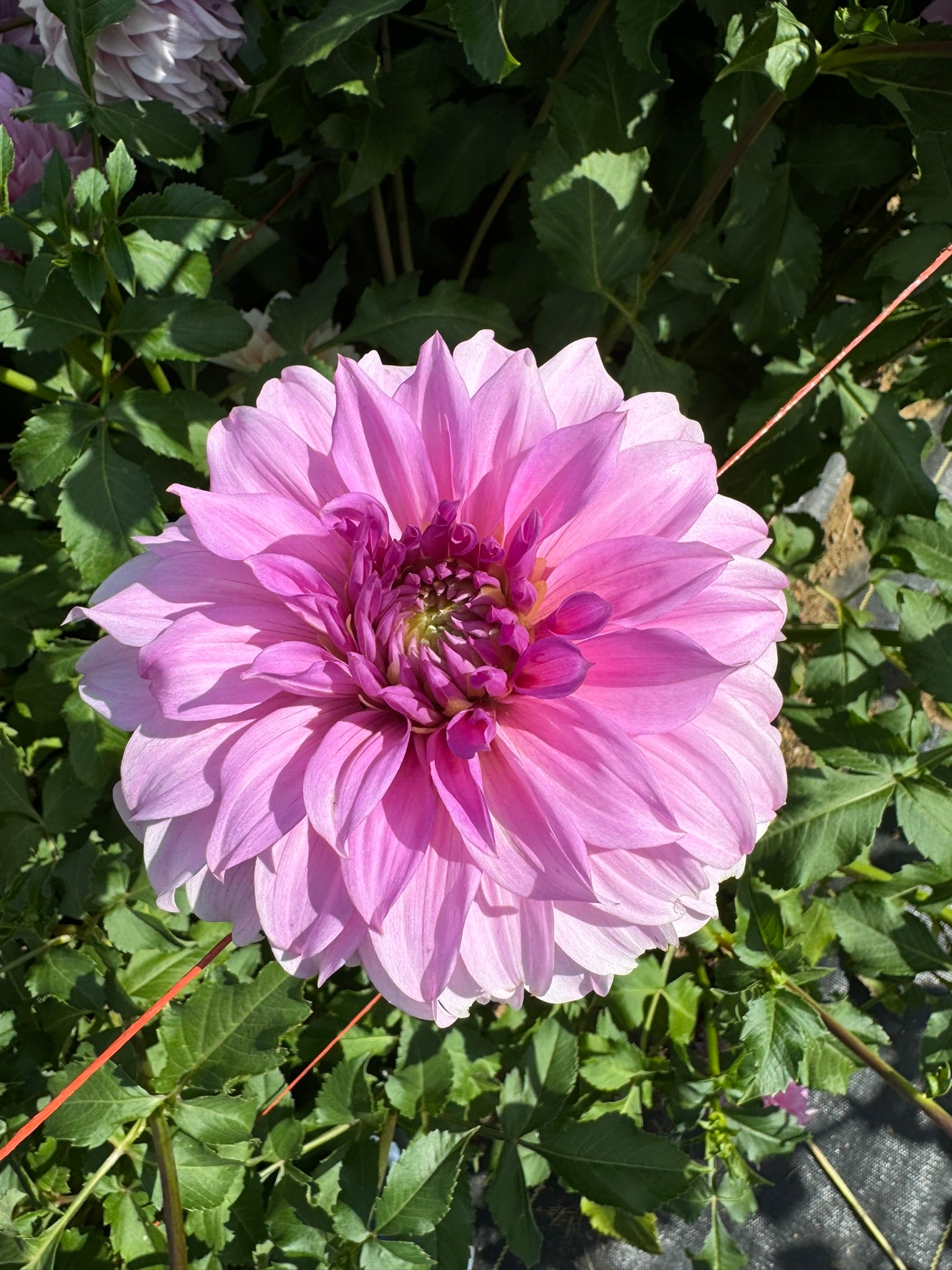 Vassios Meggos- Single Dahlia Tuber