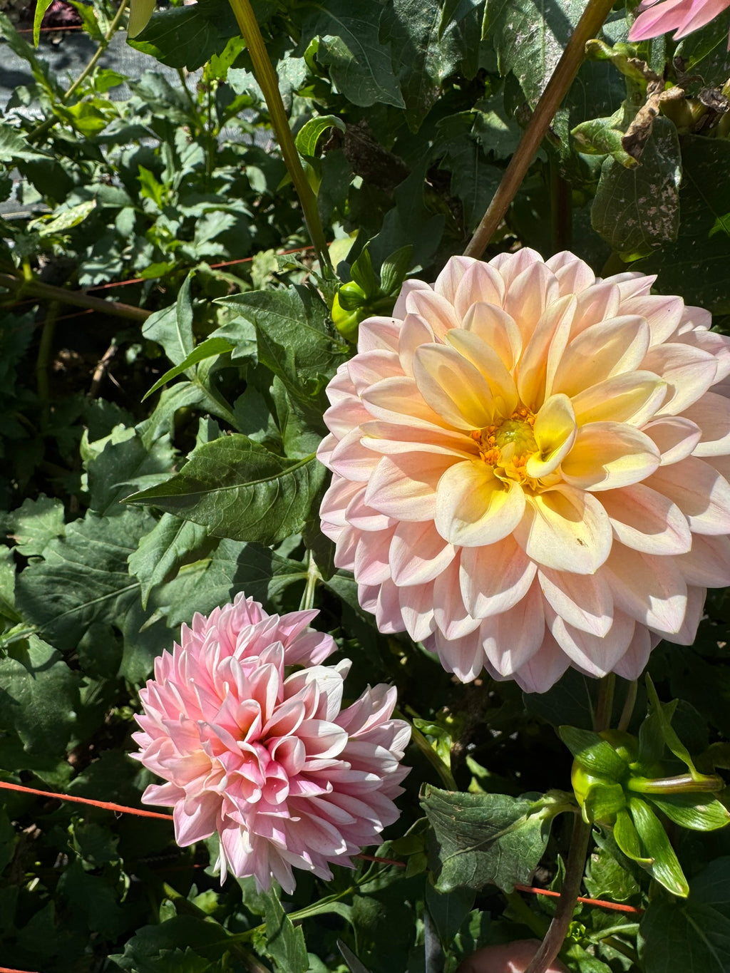 Castle Drive- Single Dahlia Tuber