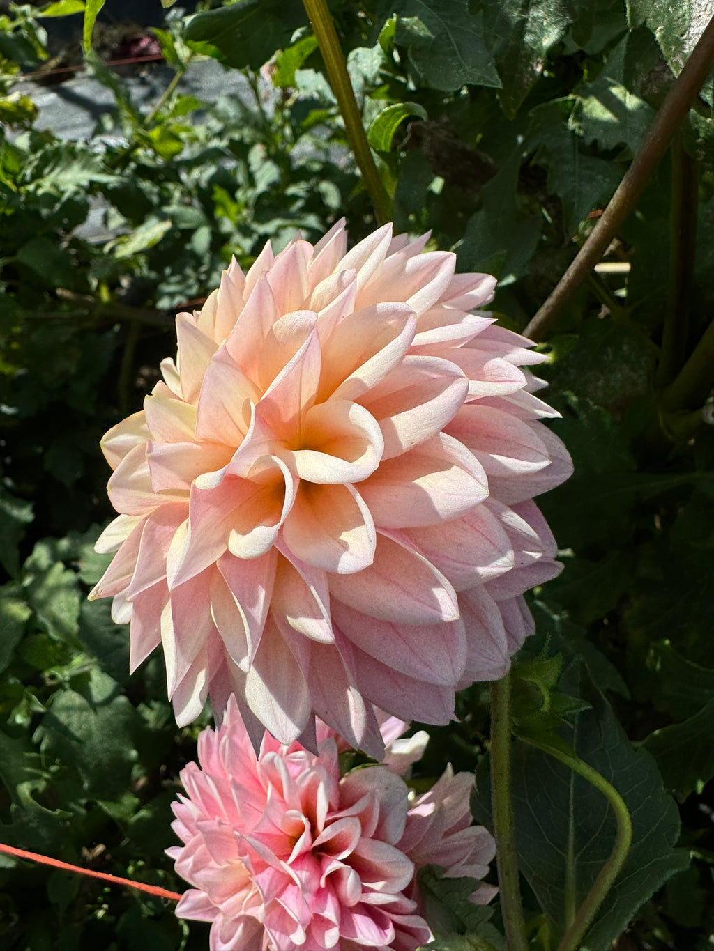 Castle Drive- Single Dahlia Tuber