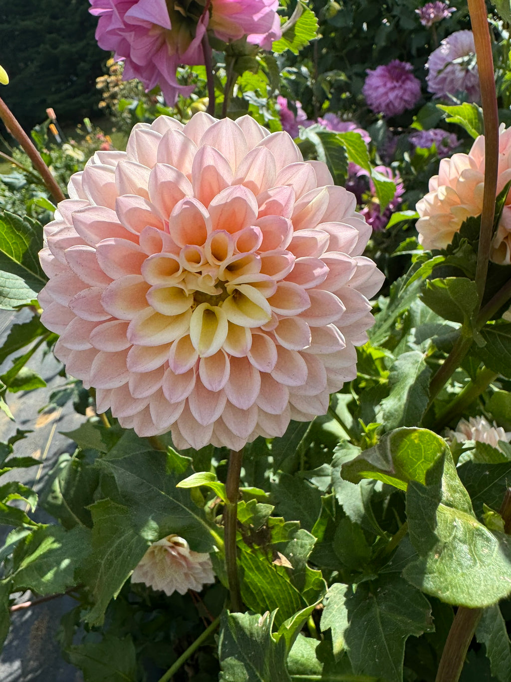 Castle Drive- Single Dahlia Tuber