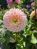 Castle Drive- Single Dahlia Tuber