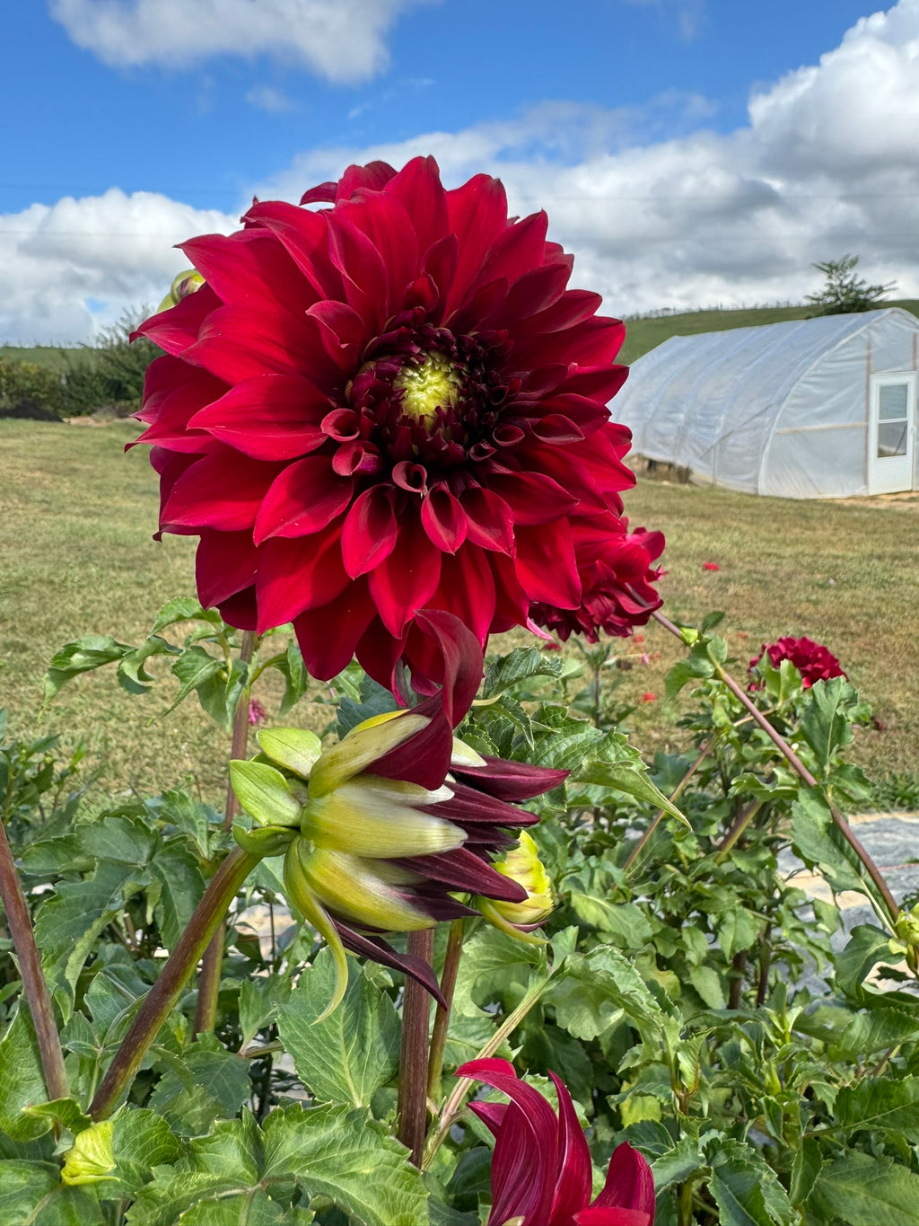 Spartacus- Single Dahlia Tuber