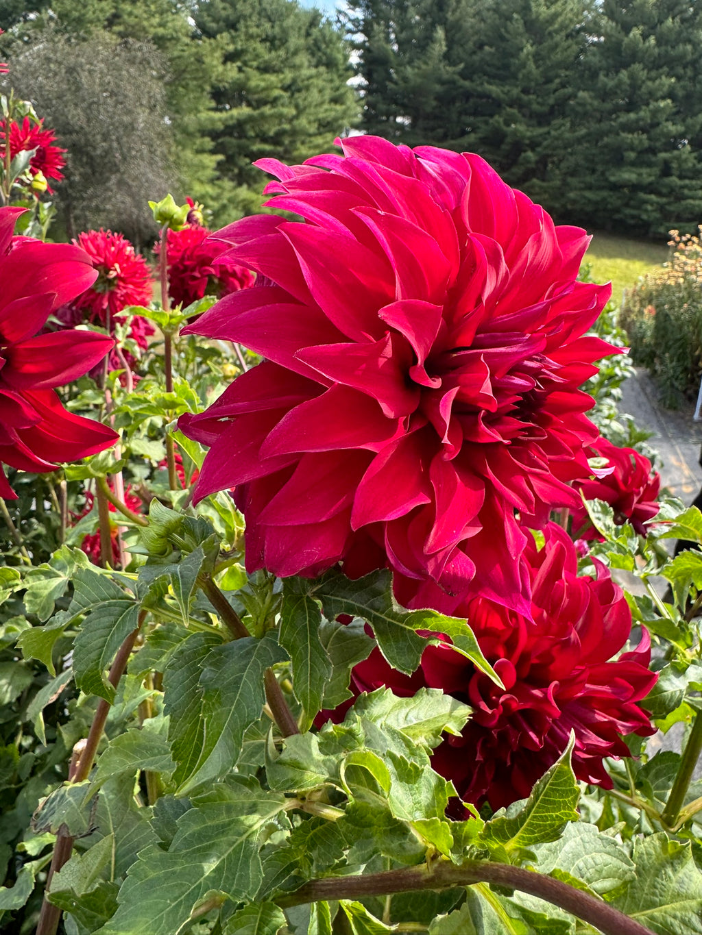 Spartacus- Single Dahlia Tuber