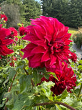 Spartacus- Single Dahlia Tuber