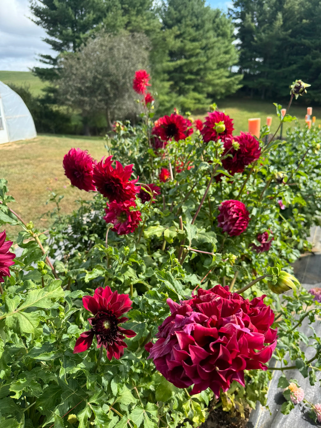 Spartacus- Single Dahlia Tuber