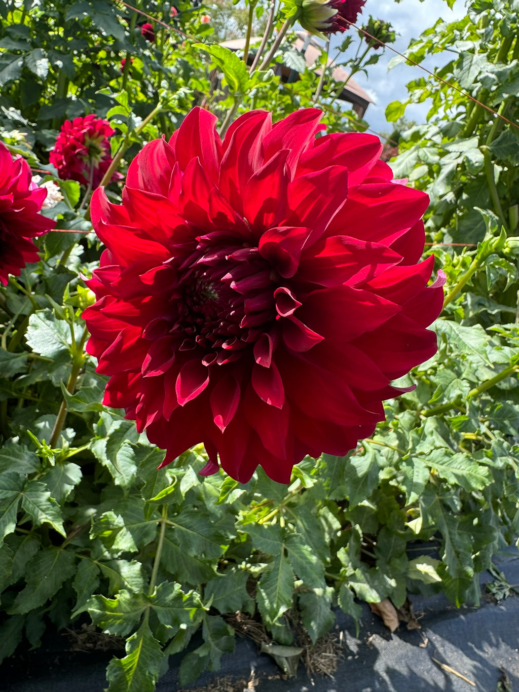 Spartacus- Single Dahlia Tuber