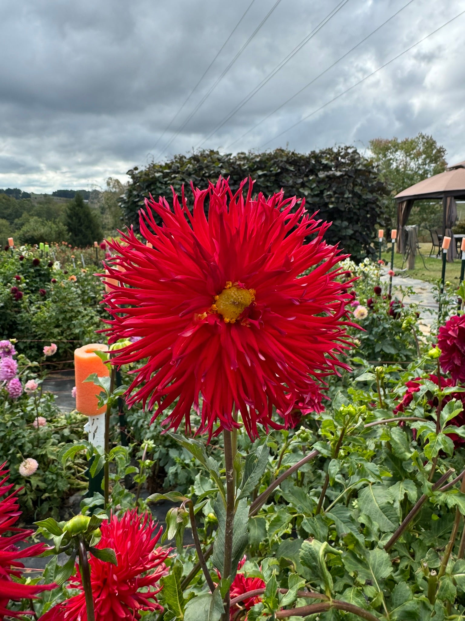 Bloomquist Joel- Single Dahlia Tuber